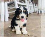 Small #3 Bernedoodle (Miniature)