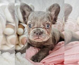French Bulldog Puppy for sale in MIAMI, FL, USA