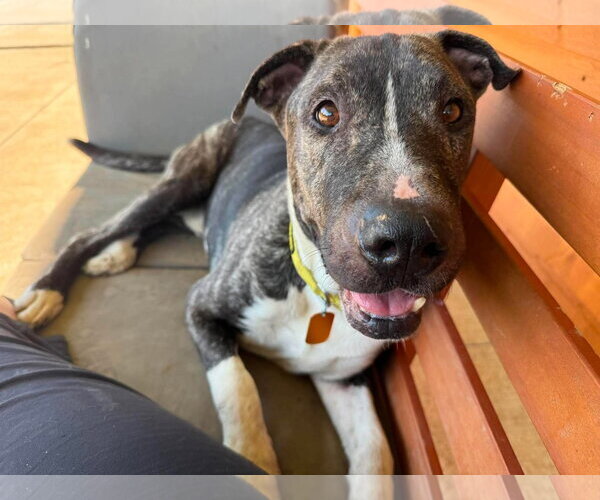 Medium Photo #1 American Pit Bull Terrier-Unknown Mix Puppy For Sale in Germantown, OH, USA