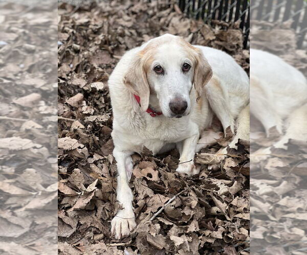 Medium Photo #4 Mutt Puppy For Sale in Elmsford, NY, USA