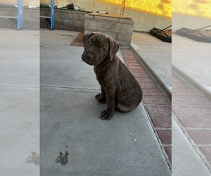 Cane Corso Puppy for sale in PALMDALE, CA, USA