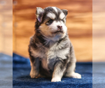 Small #7 Pomsky