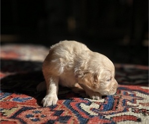 Golden Retriever Puppy for sale in HAMMONTON, NJ, USA