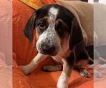Small #2 Beagle-Saint Bernard Mix