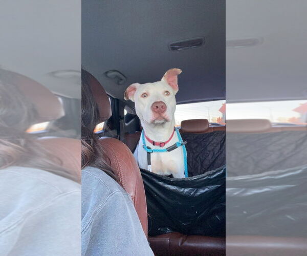 Medium Photo #2 American Pit Bull Terrier-Unknown Mix Puppy For Sale in OKLAHOMA CITY, OK, USA