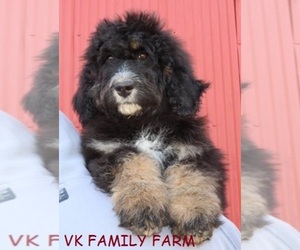 Bernese Mountain Dog Puppy for sale in MARTINSVILLE, IN, USA