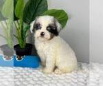 Small Photo #3 Cavapoo Puppy For Sale in FRANKLIN, IN, USA