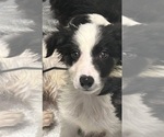 Small #1 Border Collie