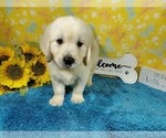 Small Photo #5 English Cream Golden Retriever Puppy For Sale in COLORADO SPRINGS, CO, USA