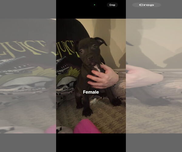 Medium Photo #1 Staffordshire Bull Terrier-Unknown Mix Puppy For Sale in Holly Springs, NC, USA