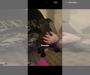 Staffordshire Bull Terrier-Unknown Mix Dogs for adoption in Holly Springs, NC, USA