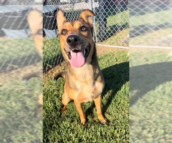 Medium Photo #2 German Shepherd Dog-Unknown Mix Puppy For Sale in Rosenberg, TX, USA