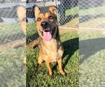 Small #1 German Shepherd Dog Mix