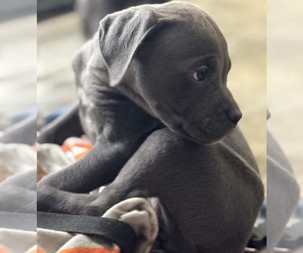 Medium Photo #9 Cane Corso Puppy For Sale in POUGHKEEPSIE, NY, USA