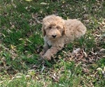 Puppy Jennie Goldendoodle-Poodle (Standard) Mix