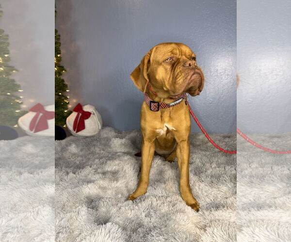 Medium Photo #10 Dogue de Bordeaux Puppy For Sale in Goodyear, AZ, USA