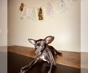 Chihuahua Puppy for sale in FEDERAL WAY, WA, USA