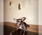 Small Chihuahua