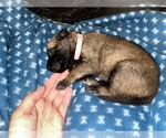 Small Photo #285 Belgian Malinois Puppy For Sale in REESEVILLE, WI, USA