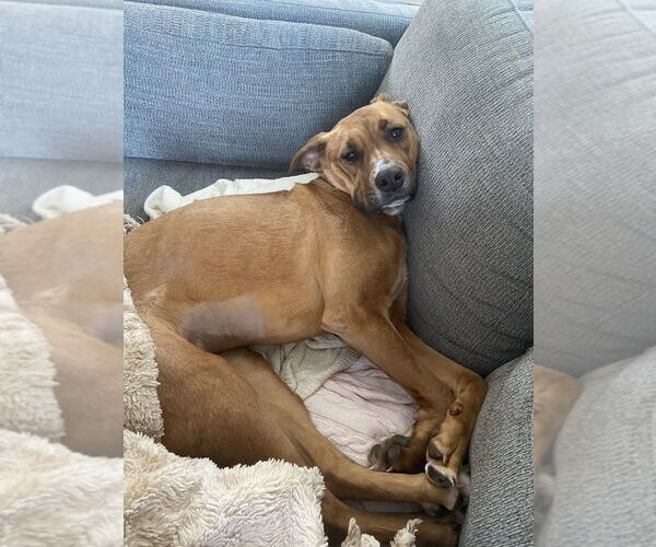 Medium Photo #4 Labrador Retriever-Unknown Mix Puppy For Sale in Brewster, NY, USA