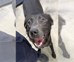 Small Labrador Retriever