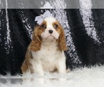 Puppy Oliver AKC Cavalier King Charles Spaniel