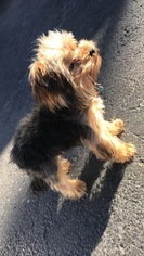 Morkie Puppy for sale in SAINT LOUIS, MO, USA