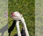 Small Photo #6 Unknown-Whippet Mix Puppy For Sale in Virginia Beach, VA, USA