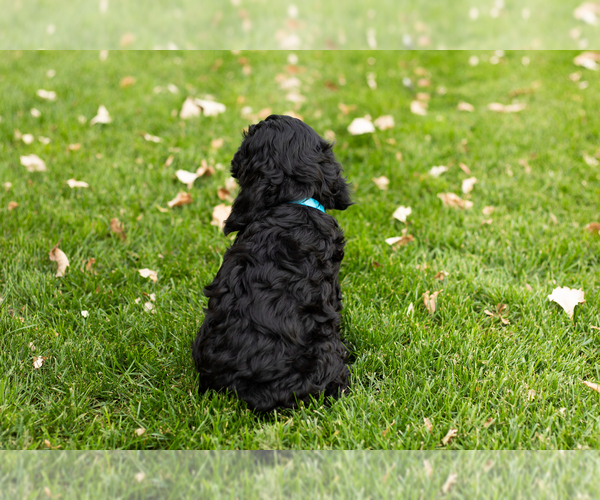Medium Photo #7 Cocker Spaniel-Poodle (Miniature) Mix Puppy For Sale in NAPPANEE, IN, USA