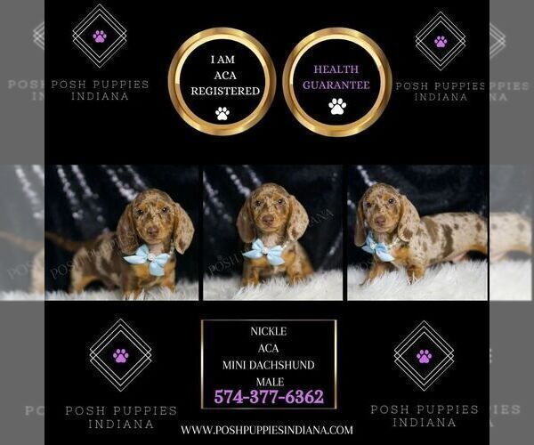 Medium Photo #2 Dachshund Puppy For Sale in WARSAW, IN, USA