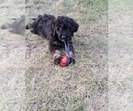 Small Photo #1 Bernedoodle Puppy For Sale in SPOKANE, WA, USA