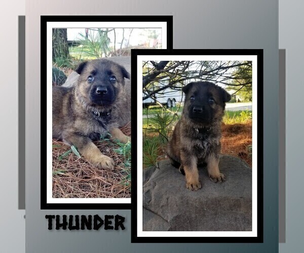 Medium Photo #3 German Shepherd Dog Puppy For Sale in BROOKFIELD, MO, USA