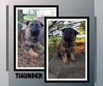 Small #2 German Shepherd Dog