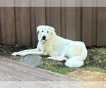 Small Photo #3 Great Pyrenees-Unknown Mix Puppy For Sale in Dallas, TX, USA
