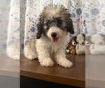Litter of 4 - Male(s) and Female(s) Cockapoo (Miniature)Litter of Puppies for Sale - Photo #16