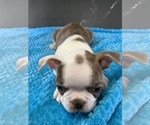 Small #10 Boston Terrier