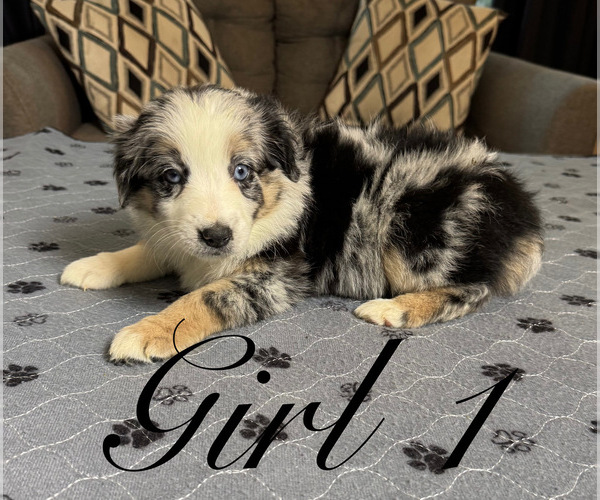 Medium Photo #4 Australian Shepherd Puppy For Sale in SALISBURY, NC, USA