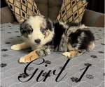 Small #3 Australian Shepherd