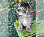 Small Photo #5 Cockapoo Puppy For Sale in SOUTH ORANGE, NJ, USA