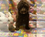 Small Photo #3 Labradoodle Puppy For Sale in COWARD, SC, USA