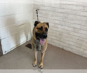 American Pit Bull Terrier-Unknown Mix Dogs for adoption in San Bernardino, CA, USA