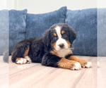 Small #1 Bernese Mountain Dog
