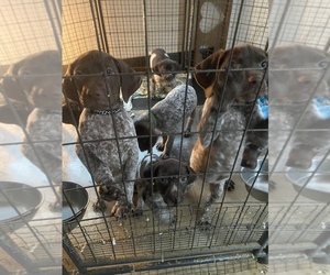 German Shorthaired Pointer Puppy for sale in MORENO VALLEY, CA, USA