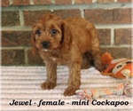 Small #2 Cockapoo