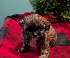 Medium ShihPoo