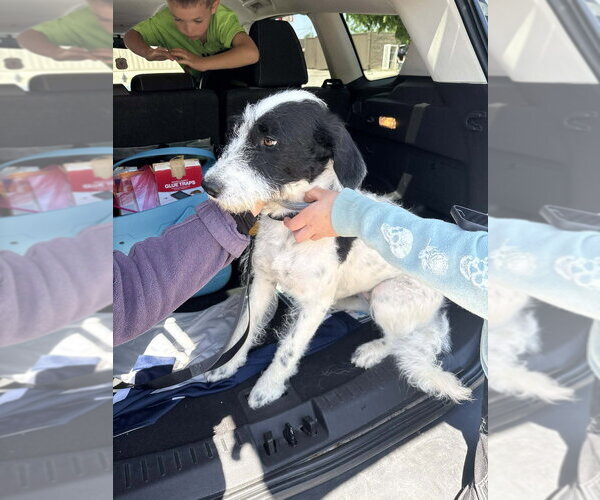 Medium Photo #2 Labmatian Puppy For Sale in Aurora, IN, USA
