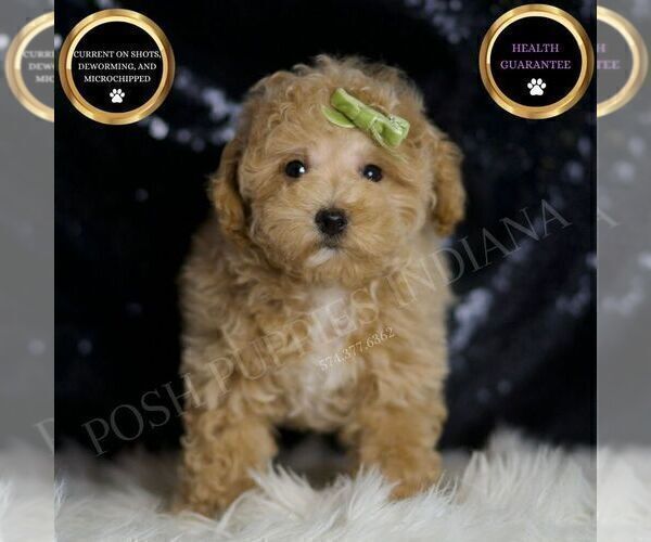 Medium Photo #29 Maltipoo Puppy For Sale in WARSAW, IN, USA