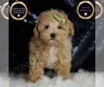 Small Photo #29 Maltipoo Puppy For Sale in WARSAW, IN, USA