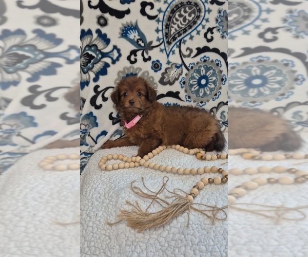 Medium Photo #4 Pomapoo (Toy) Puppy For Sale in LEWISBURG, KY, USA