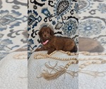 Small #3 Pomapoo (Toy)
